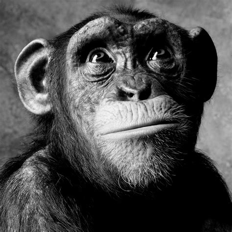 Free photo: Photography of Chimpanzee - Animal, Mammal, Wildlife - Free ...