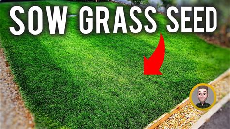 Sow A Lawn From Grass Seed First Cut Youtube