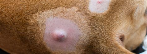 Lumps And Bumps On Your Dogs Skin When To Call The Vet