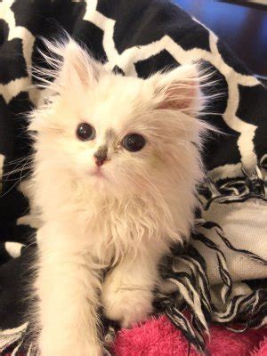 It's not unusual for a young kitten's eye color to change during her first few months of life, but if her eyes begin turning color after she's three months old, there could be cause for concern. Do Kittens Change Fur And Eye Color As They Age? | TheCatSite