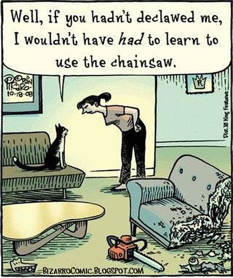Lesson About De Clawing A Cat Cat Jokes Bizarro Comic Veterinary Humor