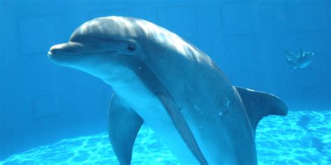 Dolphin With No Chill Steals Womans Ipad At Seaworld