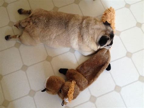 Pugs Were Bred To Take Down Lions Waffles Has Her Lion By The Tail