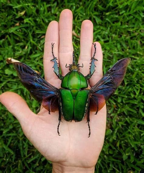 This Is Mecynorrhina Torquata One Of The Largest Flower Beetles In The