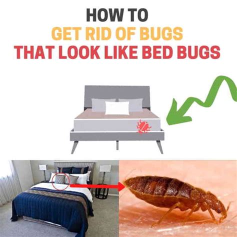 Common Bugs Mistaken For Bed Bugs Similar Pests That Look The Same
