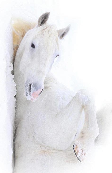 110 White Horses Ideas White Horses Horses Pretty Horses