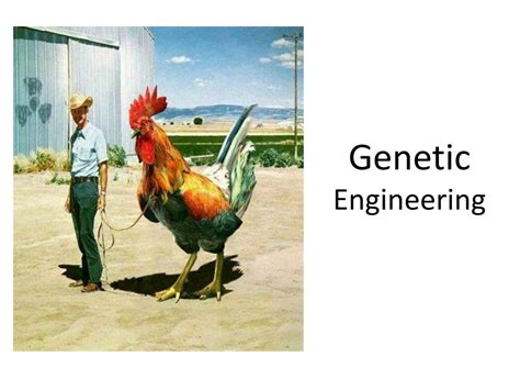 Although mice, flies, and worms are the most frequently used genetic model organisms, in theory, a scientist can insert a transgene into any species by correctly injecting dna into a recently fertilized egg. PPT - Genetic Engineering PowerPoint Presentation, free download - ID:6821253