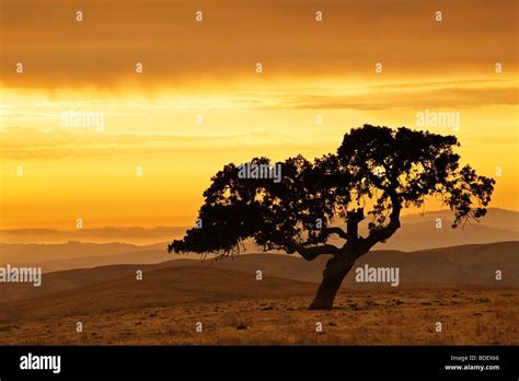Oak Tree Silhouette Under Yellow Sky Stock Photo Alamy