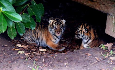 The Moment Three Of The Worlds Rarest Tigers Took Their First Steps At