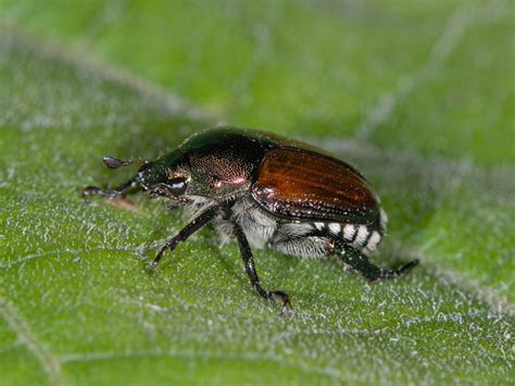 Do Japanese Beetle Traps Work