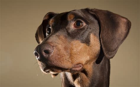 Wallpaper Dogs Face Eyes Ears 2560x1600 Wallpaperup 658713