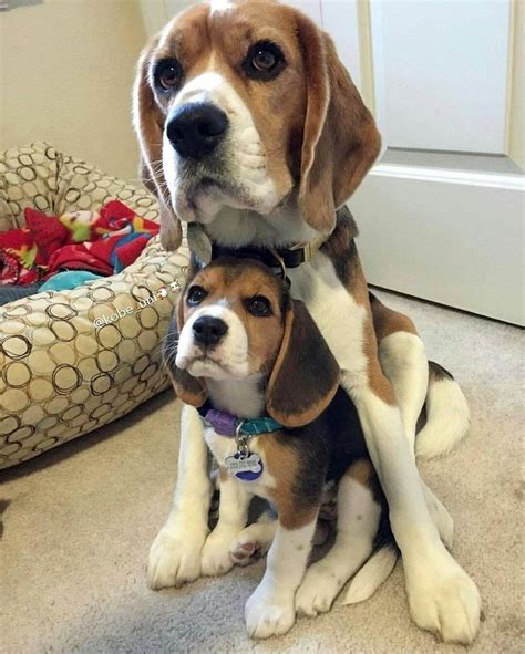 Cuteness Overload Beagle Puppy Cute Beagles Very Cute Dogs