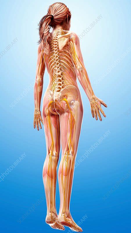 Female Nervous System Artwork Stock Image F0073377 Science