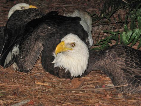 Submitted 1 day ago by abenyishayflairs are broken. Two Bald Eagles: Friends or Foes? | Blog The Beach