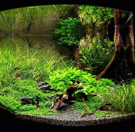 Lighting an aquarium is essential not only for aquascaping but for various other reasons. Die besten 25+ Nano aquarium Ideen auf Pinterest