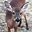 Key Deer  Noni Cay Photography