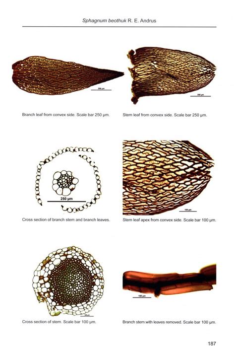 Sphagnum Mosses The Stars Of European Mires Nhbs Academic