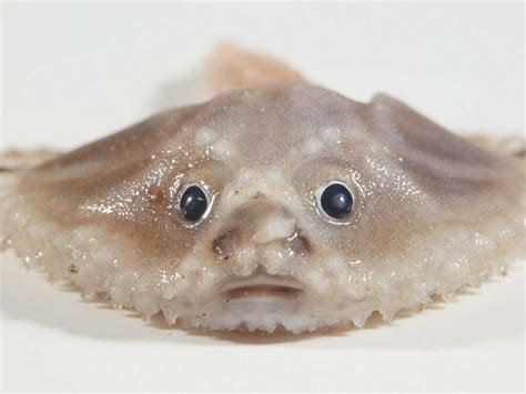 Kai The Fish Guy Shows Off Strange Deep Sea Fishes Found In The Indian