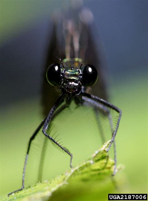The center is part of the department of agricultural biology, college of agricultural sciences at colorado state university. Bugwood Center for Invasive Species and Ecosystem Health ...