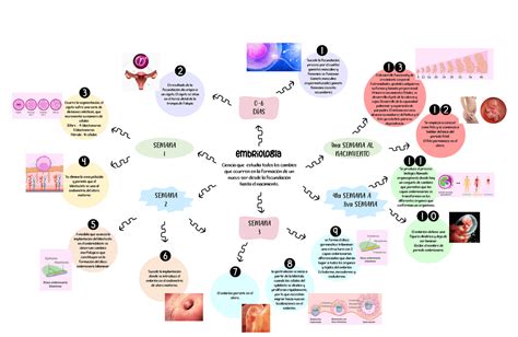 Mapa Mental De Embriologia Apuntes De Embriología Docsity