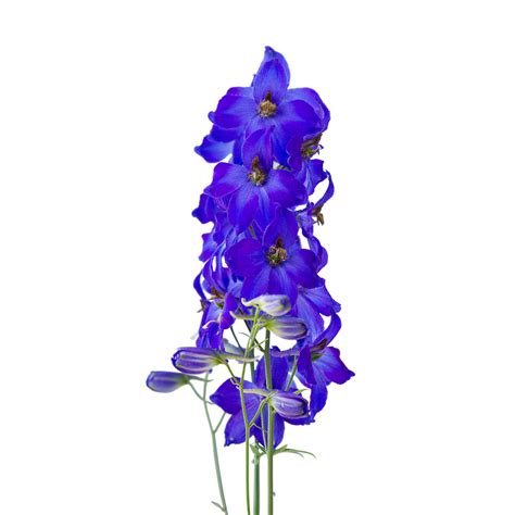 Blue Bulk Wedding Flowers Dark Blue Delphinium Daisydiyflowers