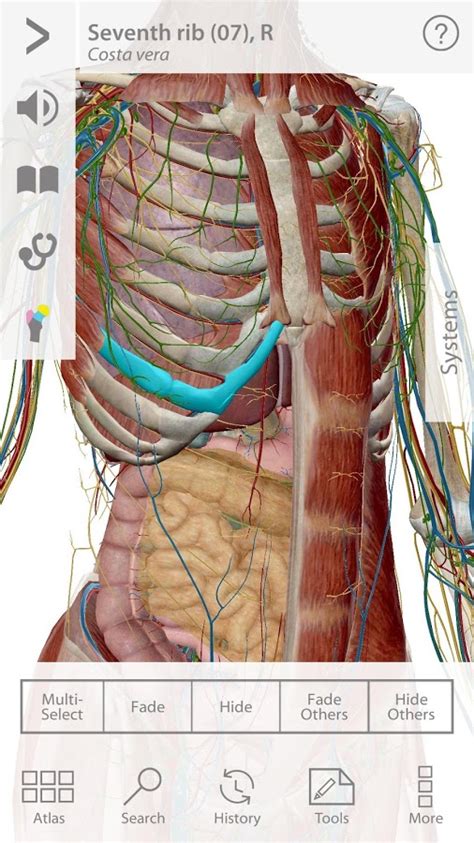 See more ideas about anatomy, art, cartography. Download Human Anatomy Atlas 7.4.03 APK For Android | Appvn Android