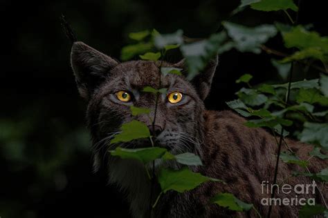 Lynx Hunting At Night Photograph By Arterra Picture Library Pixels