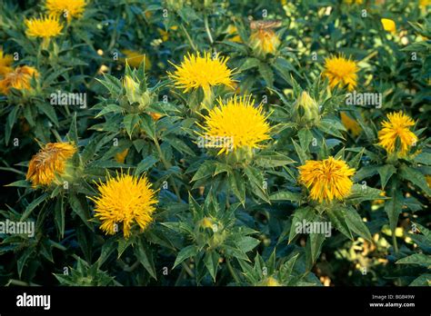 Safflower Plants In Bloom Closeup Stock Photo Alamy