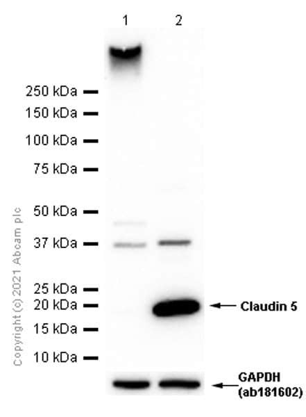 Recombinant Anti Claudin 5 Antibody EPR7583 Ab131259 Abcam