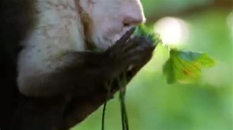 Monkey Insect Repellent The Life Of Mammals Bbc Earth Youtube