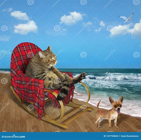 Cat In A Rocking Chair On The Beach 2 Stock Photo Image Of Feline