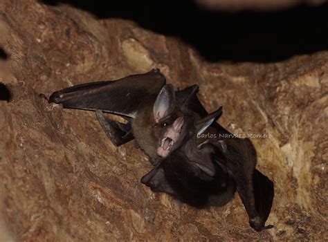 Spectral Bats Are The Largest Carnivorous Bats Rbatfacts