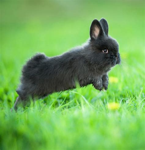 The smaller the dwarf rabbit, the higher the cuteness factor. Dwarf Rabbits - A Complete Guide To The Smallest Bunny Breeds