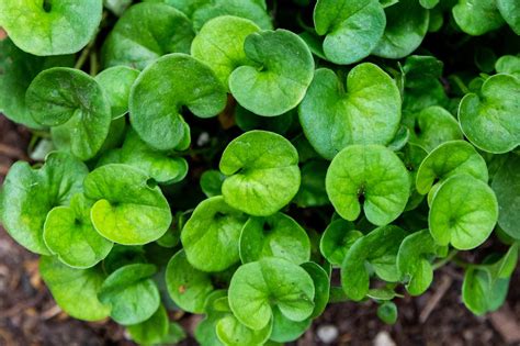 Dichondra Plant Care And Growing Guide