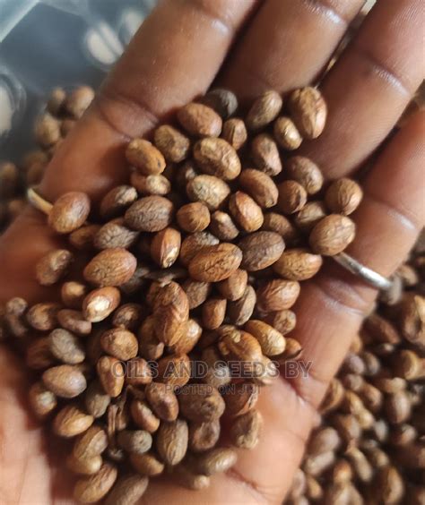 Miracle Seedscroton Seed In Madina Feeds Supplements And Seeds Oils