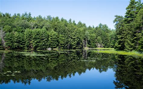 Download Wallpaper 3840x2400 Forest Trees Lake Water Reflection