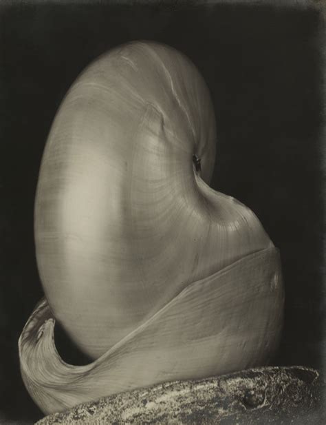 Edward Weston 1886 1958 Shells Signed And Dated In Pencil On The