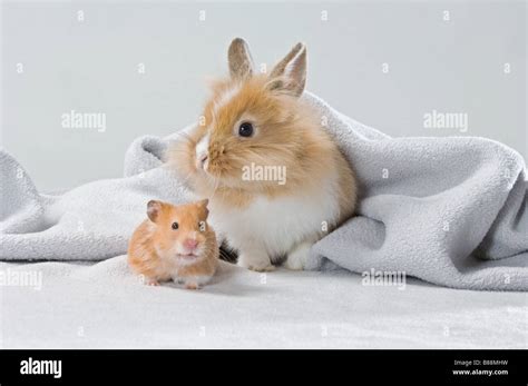Animal Friendship Lion Headed Dwarf Rabbit And Golden Hamster Stock