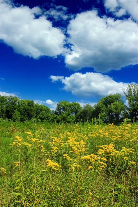 Free Images Landscape Coast Tree Nature Grass