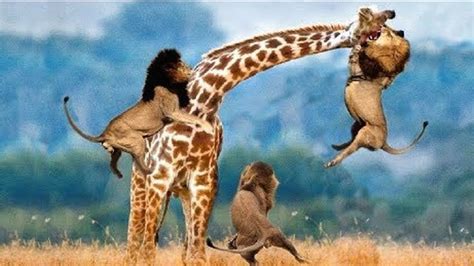 Live Amazing Moments Of Animal Fight Battle Discovery Wild Animal