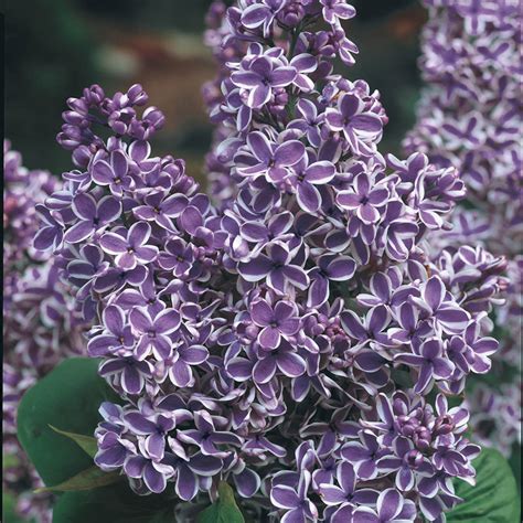 Sensation Lilac Gurneys Seed And Nursery Co