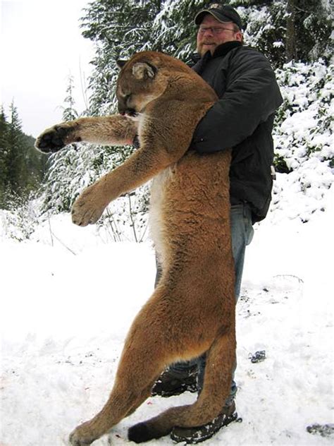 Cougar Gallery Canadian Guide Outfitters