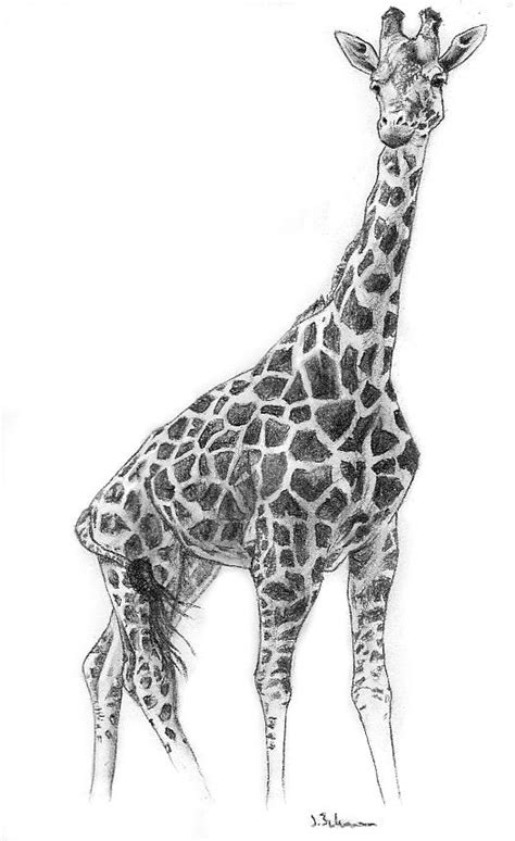 Image Detail For Charcoal Giraffe By Fixedexpression On Deviantart