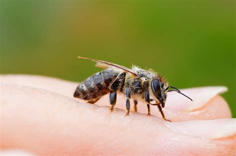 Myth Buster Bees Die When They Sting You Forest Preserve District Of