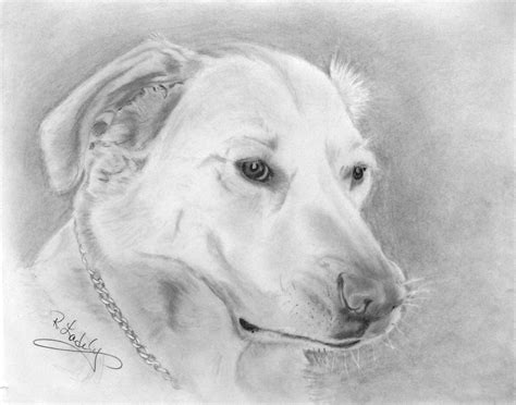 Buddy A Portrait Of Our Sons Golden Lab Digital Painting