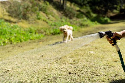 How To Stop Dogs From Peeing On Your Lawn