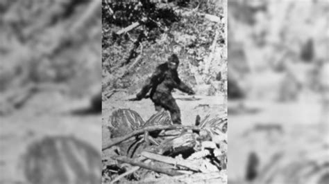 Bigfoot Is The Sasquatch Real Live Science
