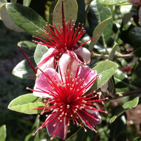 Red flowering trees in virginia. Pink and red flowering tree (With images) | Flowering ...