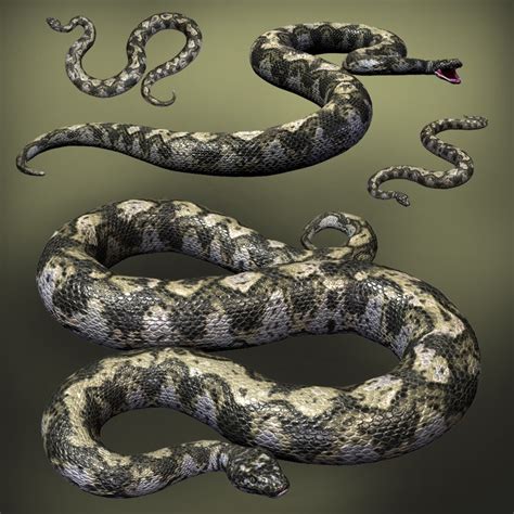 Tak tertandingi inilah ular terbesar di titanoboa ular terbesar di dunia ini hidup lagi global liputan6 com. Wow,Inilah Ular Terbesar Di Dunia | Scotware