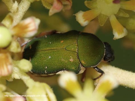 Green Flower Chafer Beetle Oxycetoniagametis